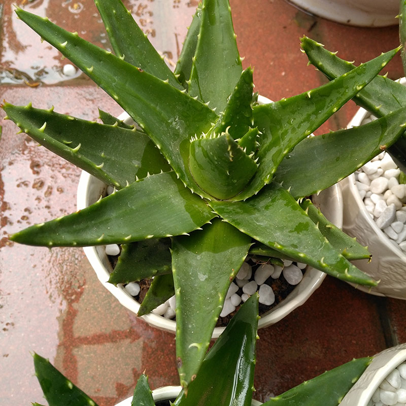 芦荟