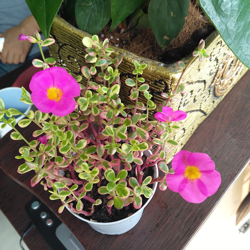 太阳花