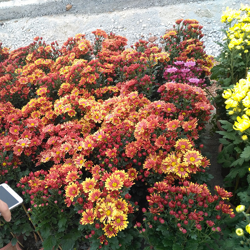 菊花