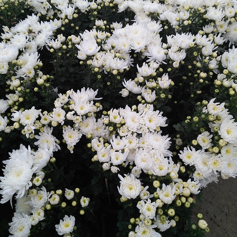 菊花