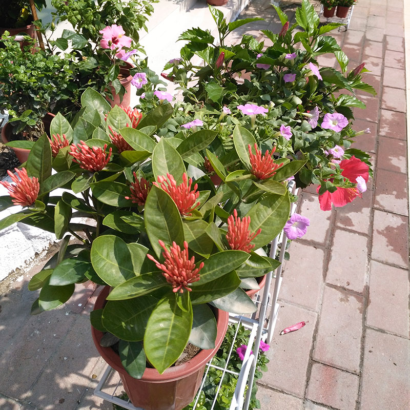 龙船花